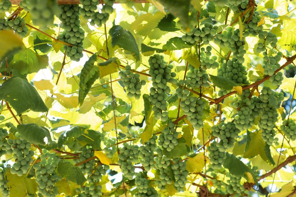 Lush green grapes on the vine, basking in sunlight, perfect for a vineyard scene.