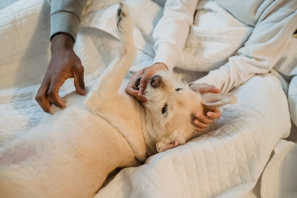 From above of crop anonymous African American boyfriend and girlfriends touching white adorable dog on blanket at home