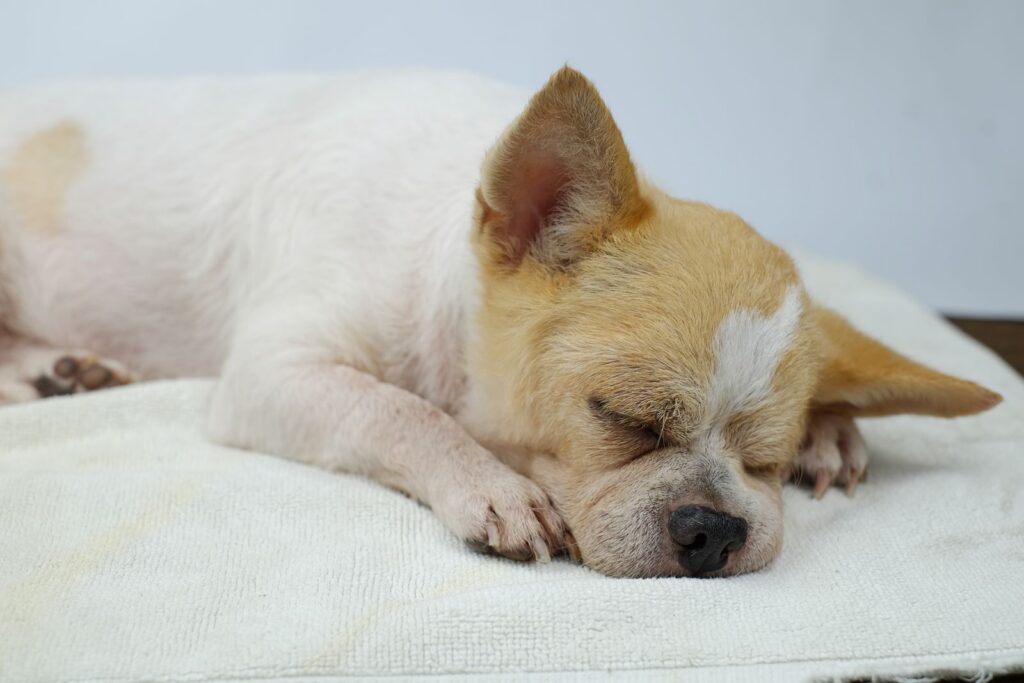 Adorable Chihuahua sleeping peacefully on a cozy white blanket indoors.