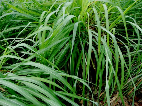 Citronella Grass