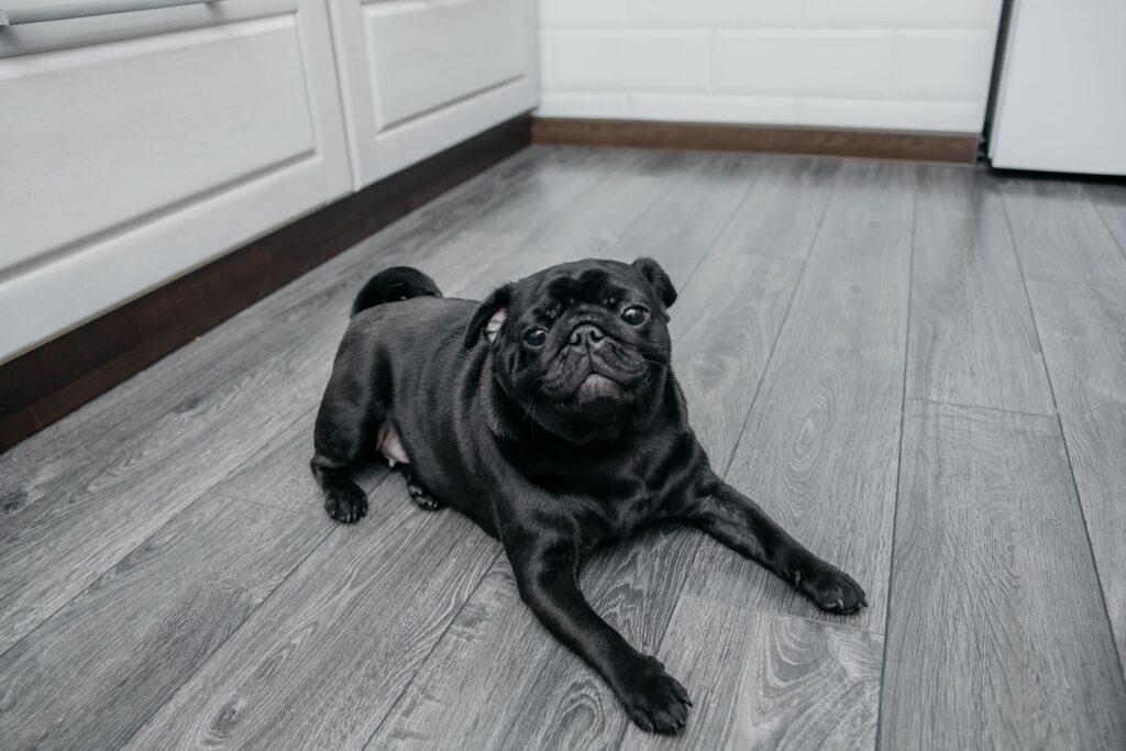 A cute black pug lying on a wooden kitchen floor, looking playful and content.
