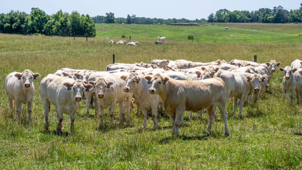 A herd of Charolais cattle grazing in a sunny meadow in North Carolina, USA.