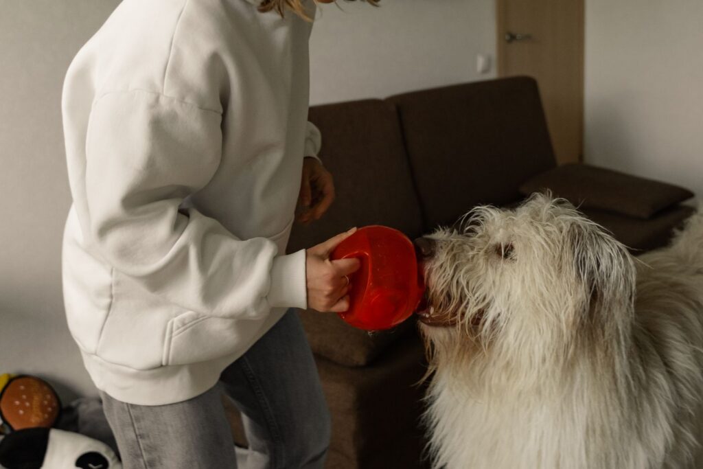 Dog bringing owner a red toy