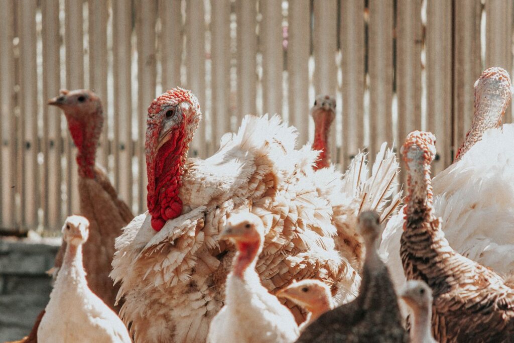 Close-up of a flock of turkeys showcasing diverse plumage in natural light.