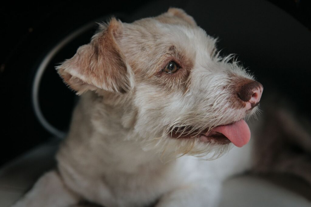 Close-up of a fluffy dog with pink tongue out in a relaxed pose indoors.