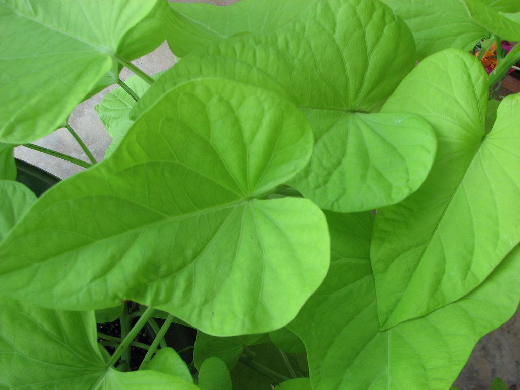 Sweet Potato Vine