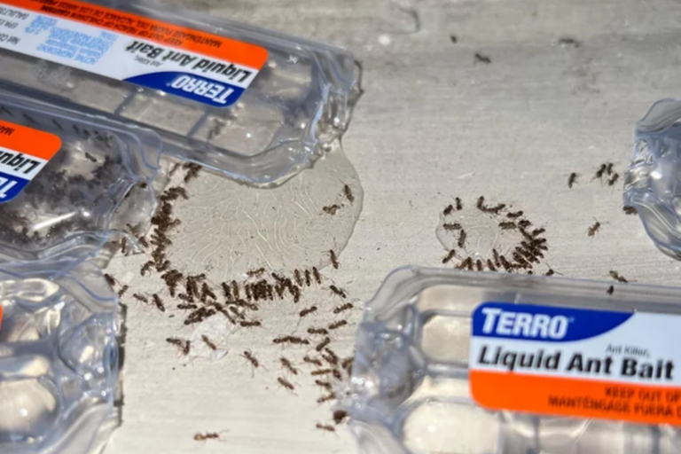 Liquid ant bait traps