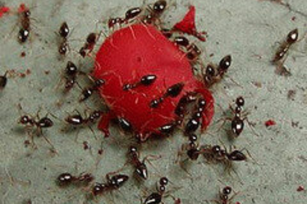 Ants eating food