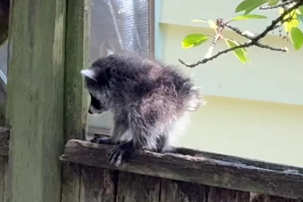 Baby Jimothy, a story of resilience