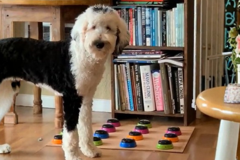 The famous talking dog Bunny the Sheepadoodle