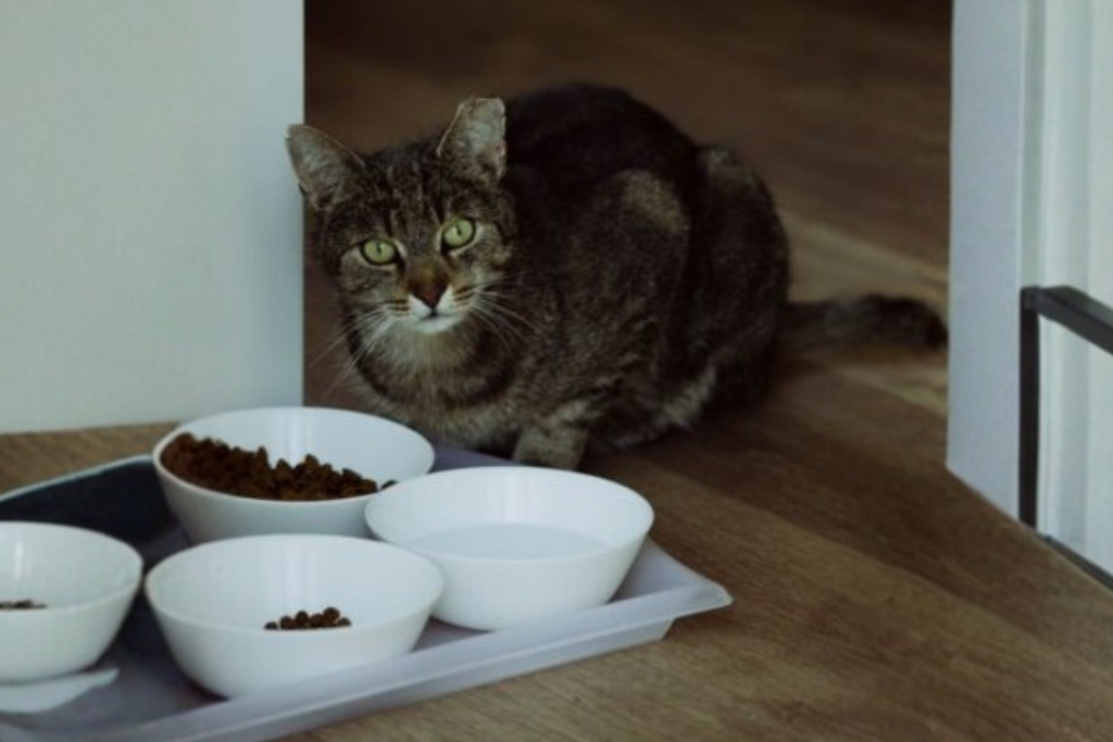 A domestic tabby cat sits beside a tray of bowls on the floor, looking alert and attentive.