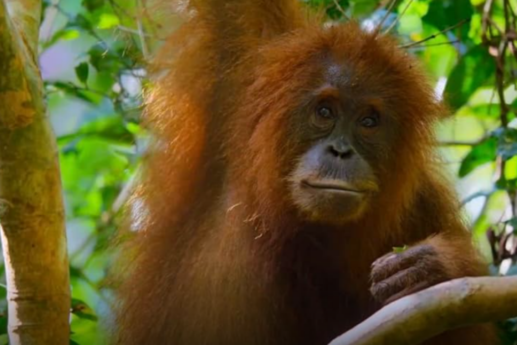 Disneynature Orangutan movie featuring a young orangutan in the rainforest