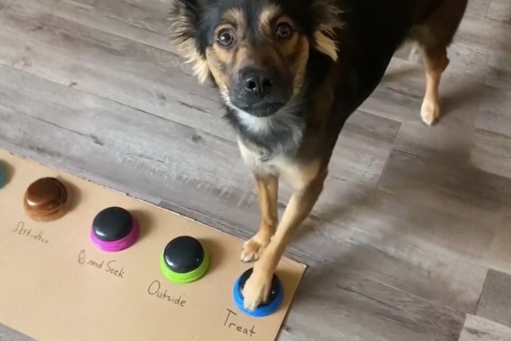 Dog pressing treats button