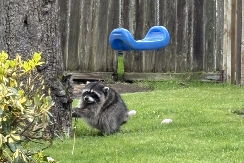 Jimothy playing in the yard