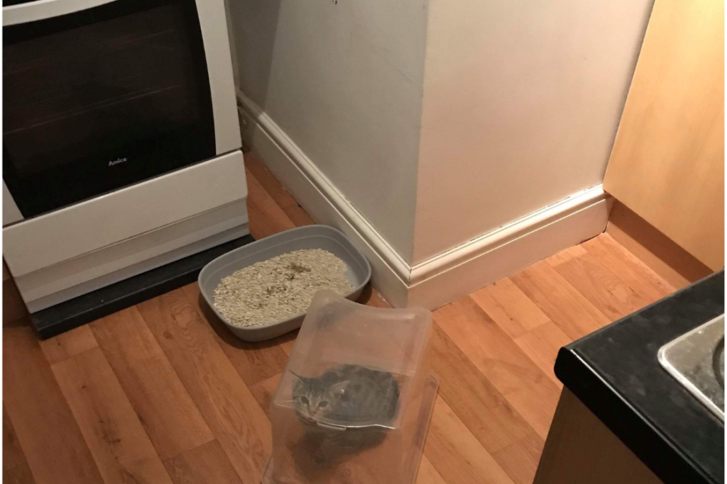 Cat litter box in the kitchen