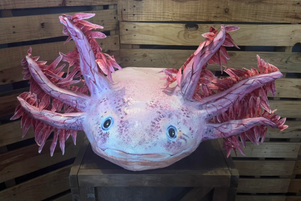 Museo del Axolotl in Mexico