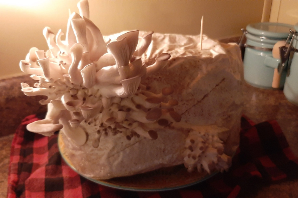 Mushroom growing block in the kitchen with indirect light