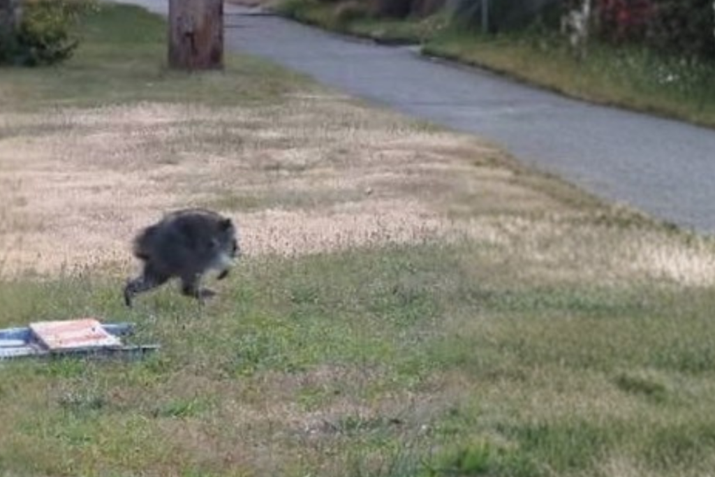 Viral Jimothy the raccoon in Seattle neighborhood