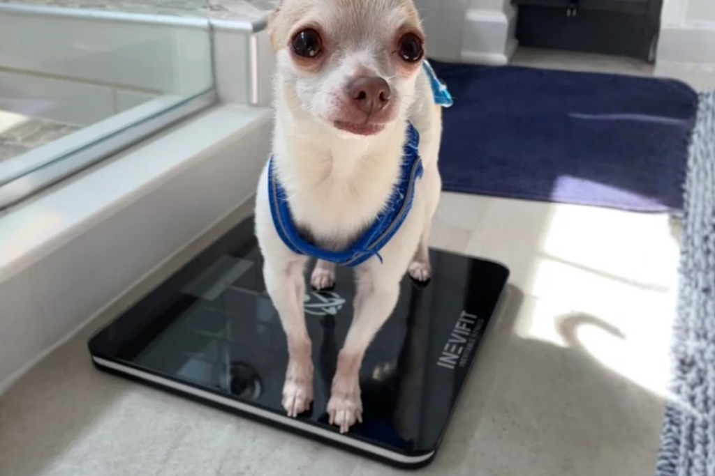 Weighing dog at home