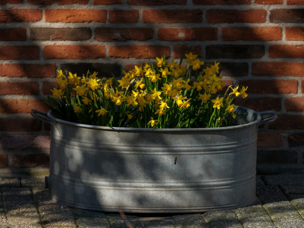 Yellow daffodils bloom in a rustic metal planter.