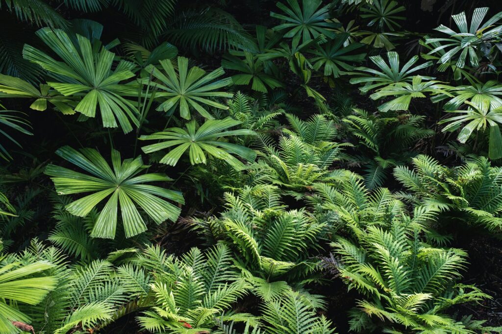 green fern plant during nighttime