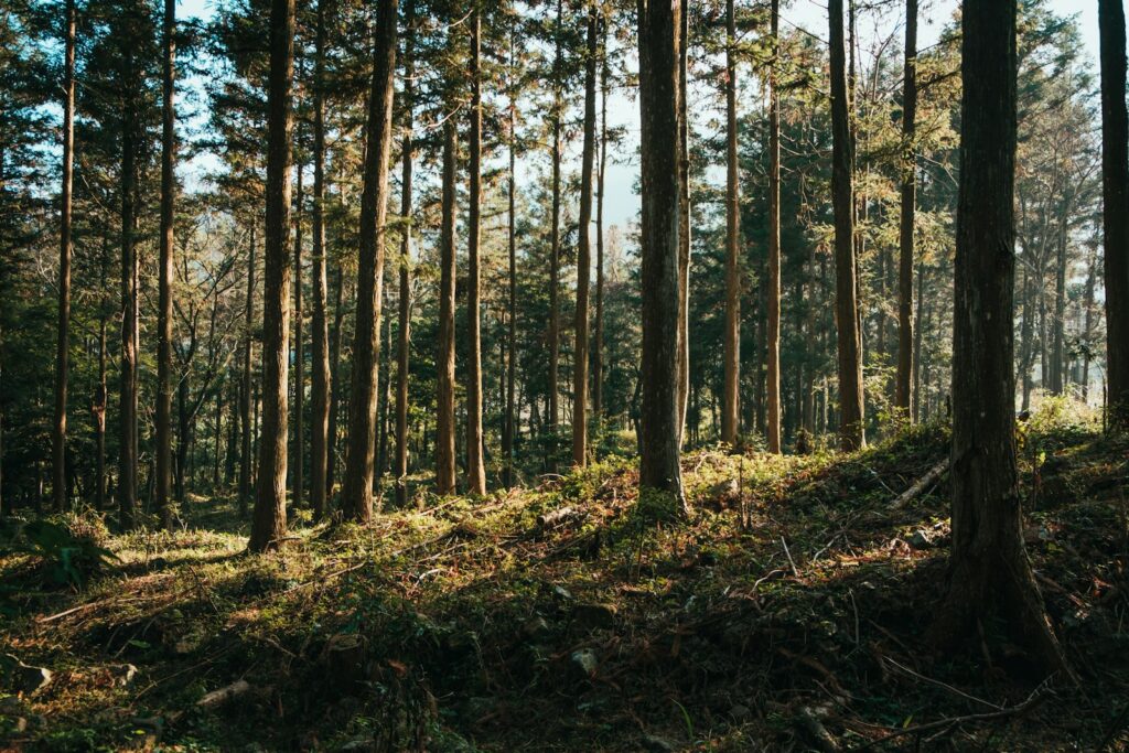 trees on hill