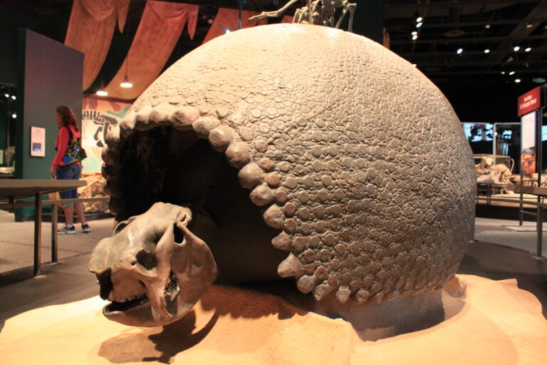Glyptodont at museum