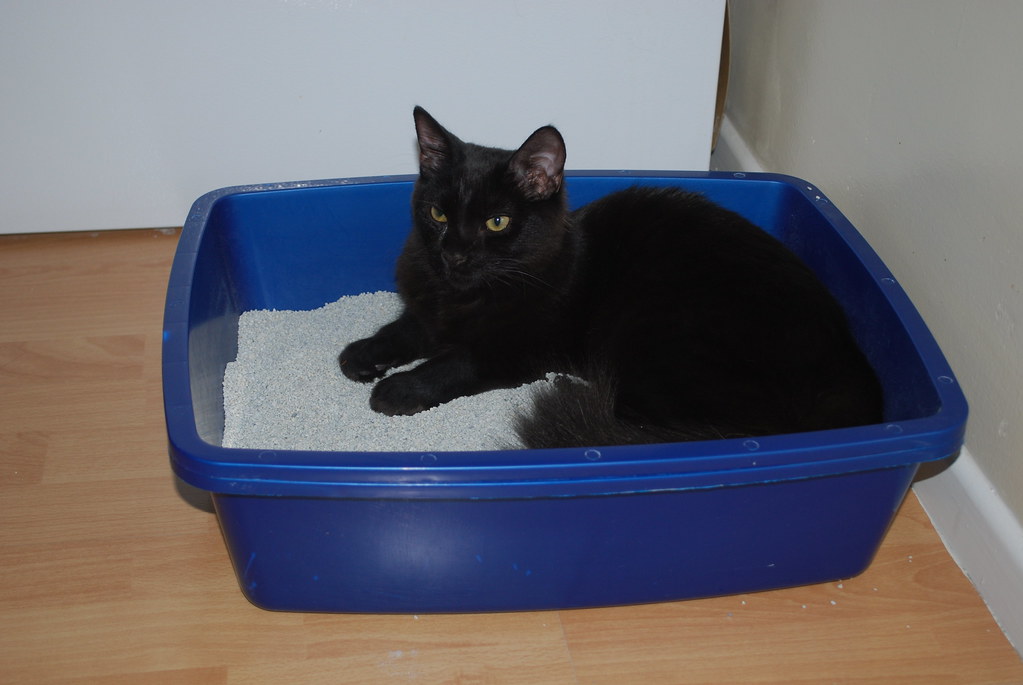 Cat litter box in bedroom corner