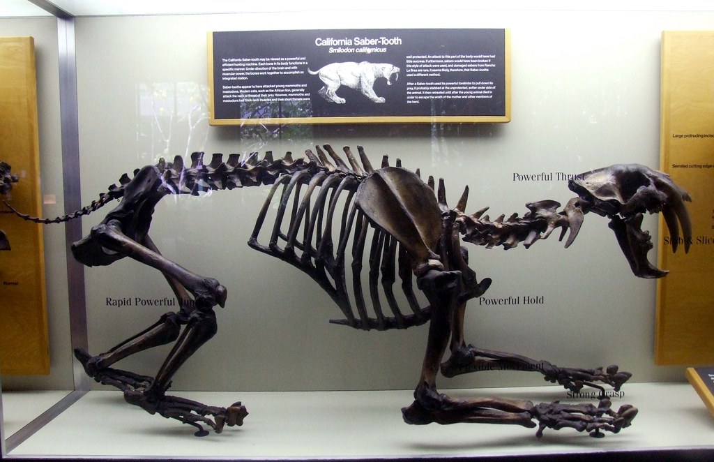 Skeleton of a Saber-Toothed Cat