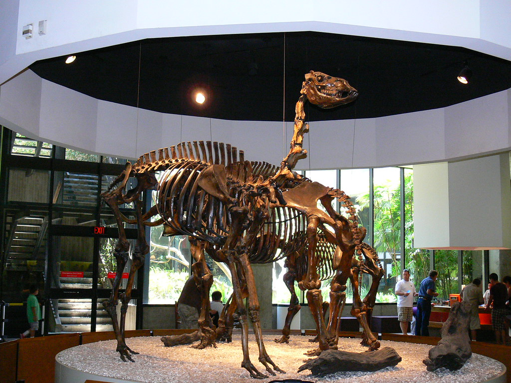 American Camel (Camelops hesterus) skeleton at a museum