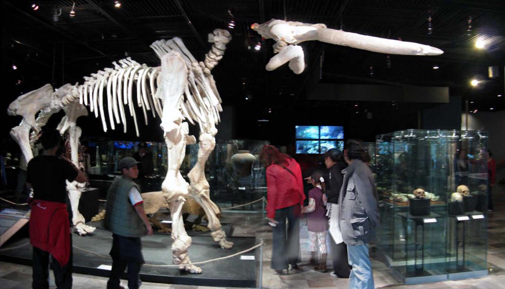 Gomphothere skeleton at a museum