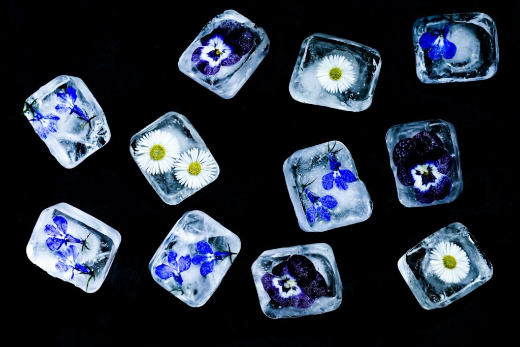 Flowers frozen in ice cubes on black background
