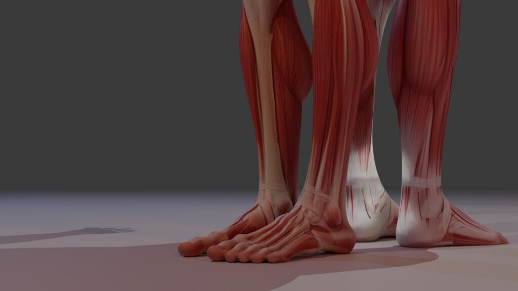 Human legs and feet with visible muscles and bones.
