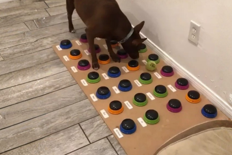 Dog talking buttons set-up
