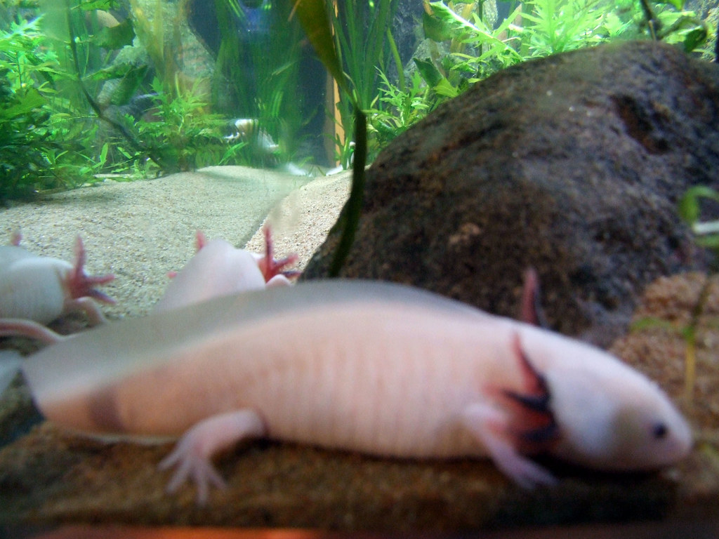 Axolotl inside an aquarium as pet