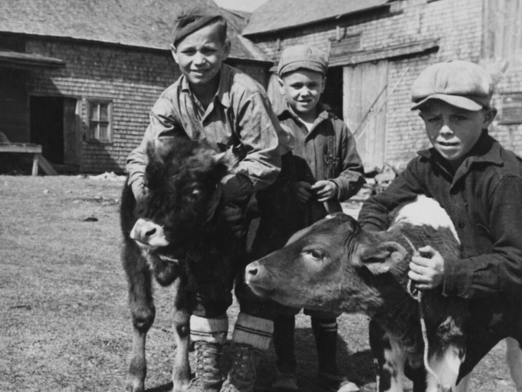 Three boys with calves on a farm