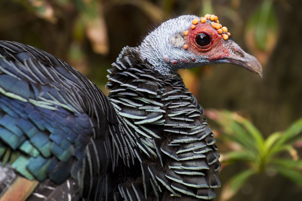 Close-up of an Ocellated turkey