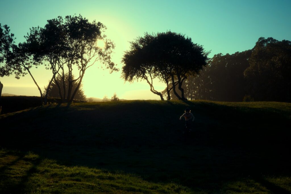 Silhouetted trees against a bright morning sky