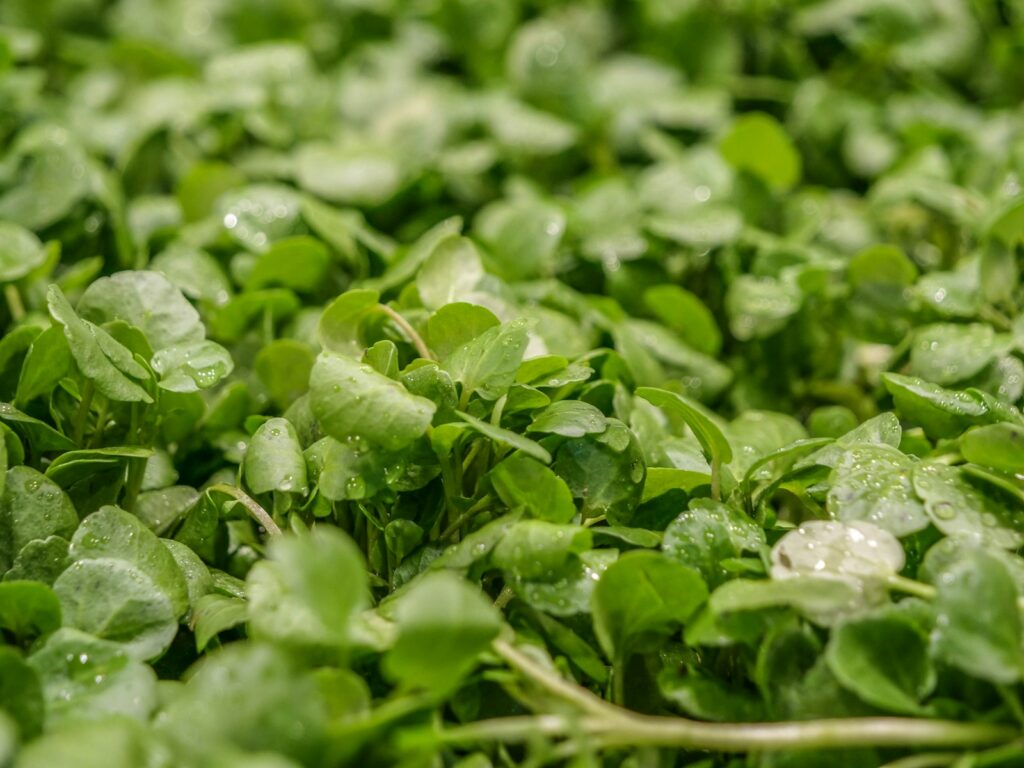 a close up of watercress leaves