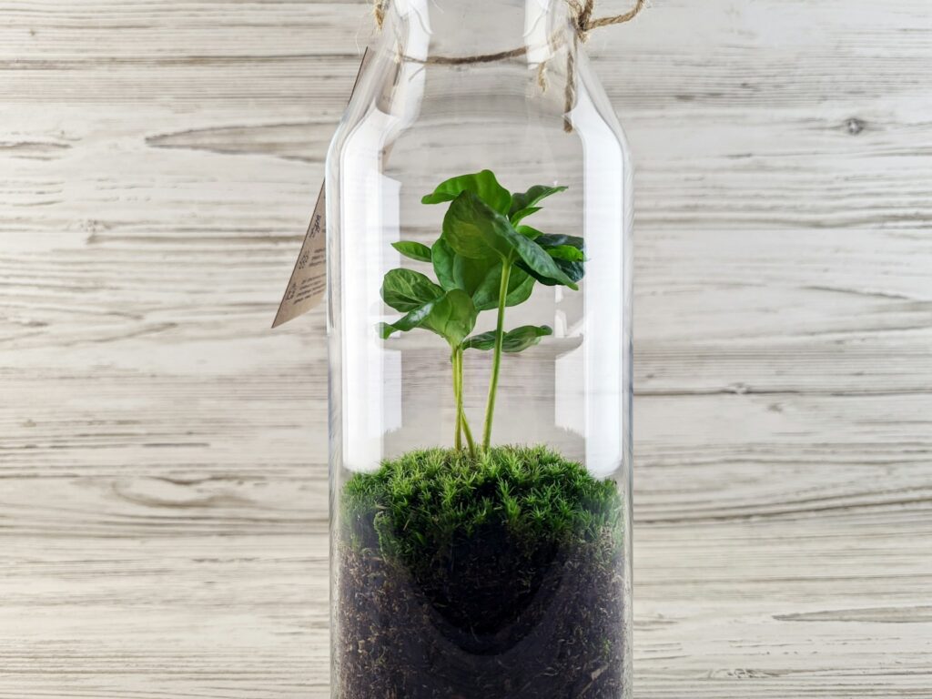 a plant in a pot