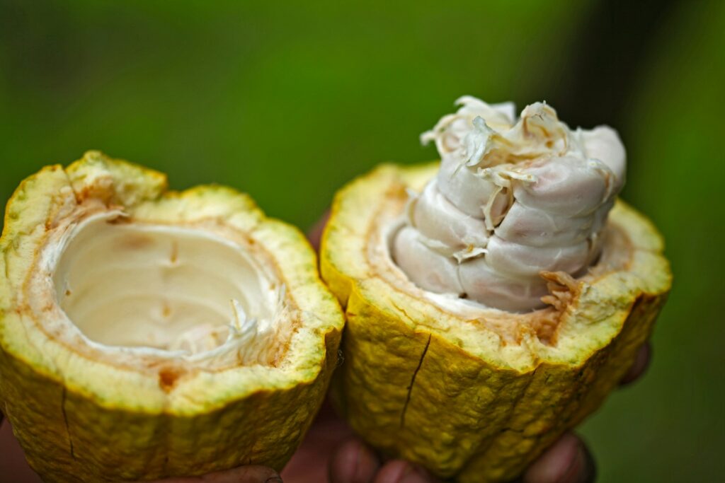 Open cacao pod beans