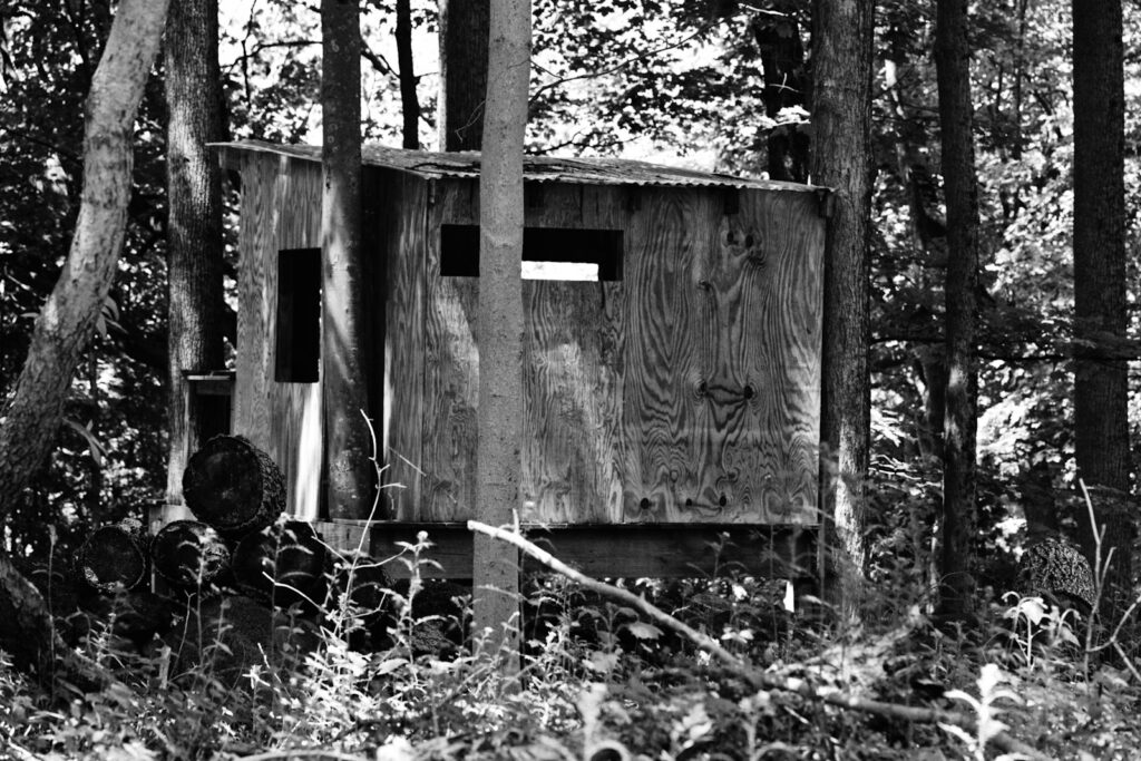 Rustic wooden shack stands amidst dense trees.