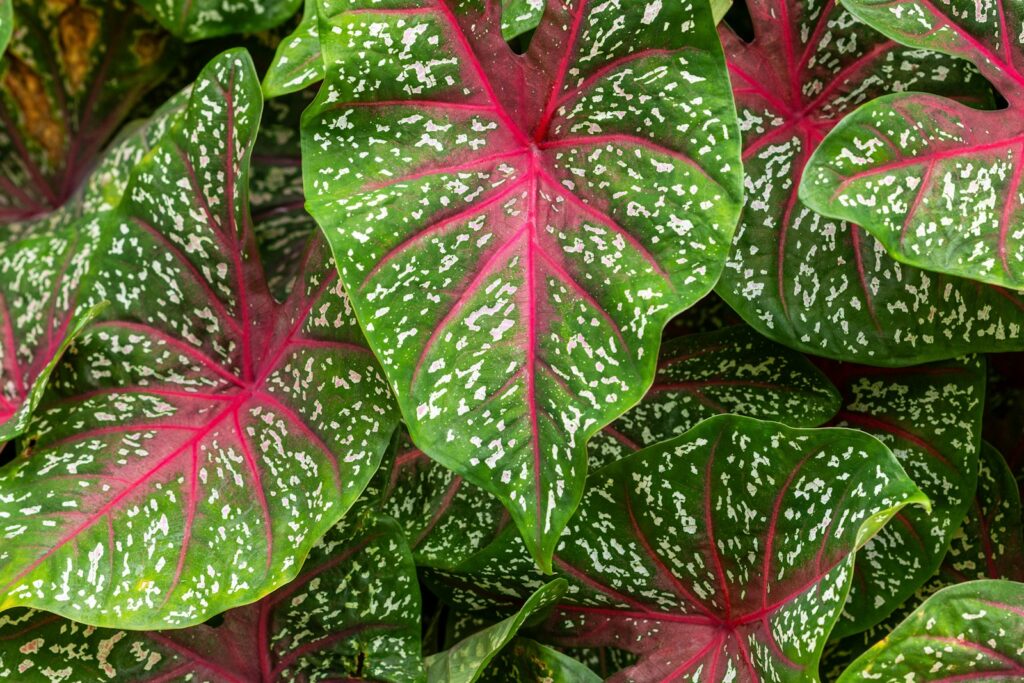 Green leaves with pink veins and white spots