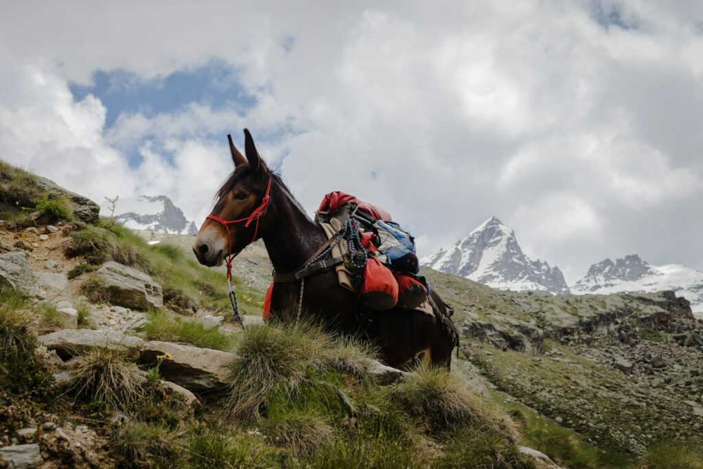 horse on top of mountain