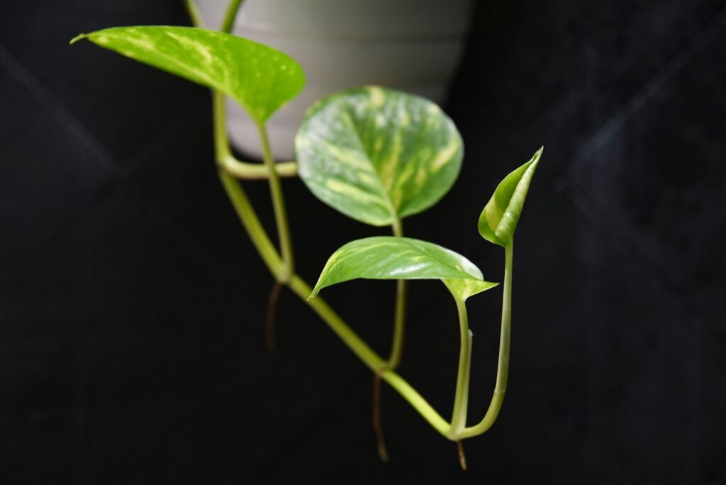a close up of a plant with green leaves
