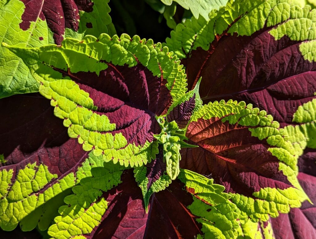 a close up of a plant with green and purple leaves
