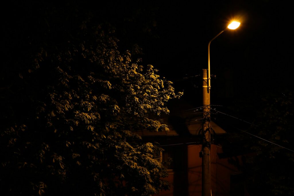 low angle photo of trees