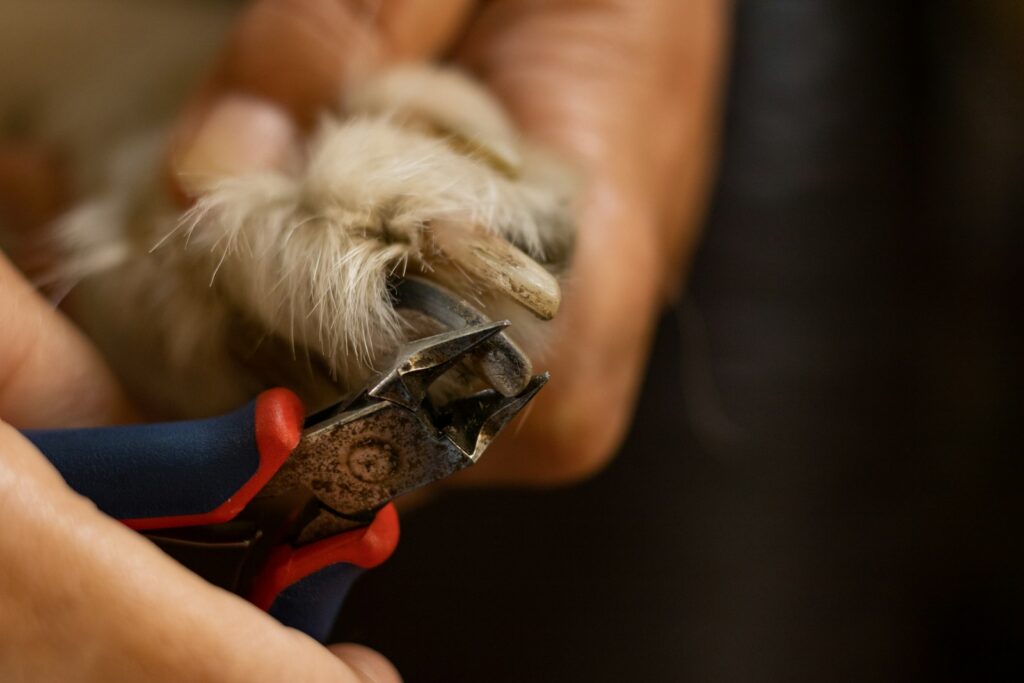 Owner cutting dog nails close-up