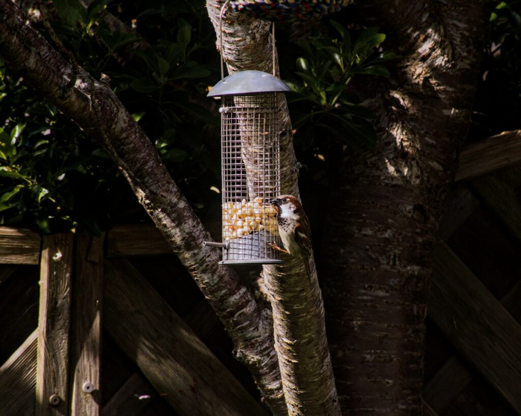 A bird is eating seeds from a feeder.