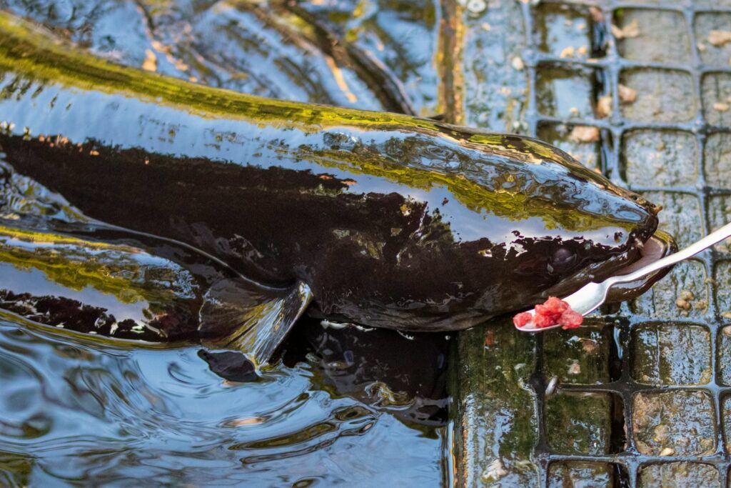 a fish in water